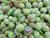 개(돌)복숭아 자연산