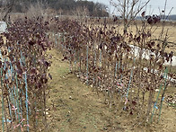 올겨울은 포근한 ..