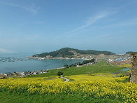 청산도 유채꽃산행 2부.