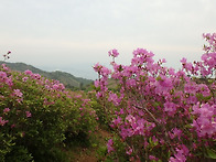 보성 일림산 철쭉산행 2부..