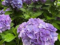 장성교회 참어머님께 드리..