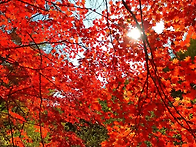 가을 백두산여행, 가을단풍..