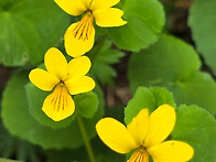 백두산 야생화 사진