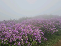 제암~사자~일림산