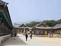 양산 통도사 우담바라