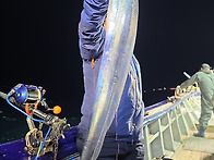 [ 진도보디가드호..