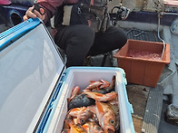 #진도보디가드호 ..