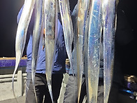 [ 진도보디가드호..