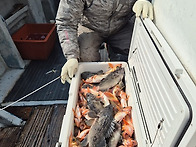 [ 대물을 잡는 선상낚시 ..