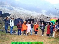 ♧광양매화,구례산수유출사..