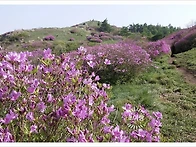 바래봉 2026년철죽 보러가..