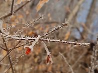 상고대 형성중~~