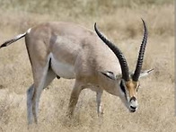 영양각(영양의 뿔..