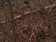 덕순이랑 하수오랑..