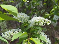 인제들어와 산행 ..