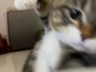고양이