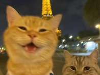 고양이