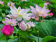 덕진채련德津採蓮
