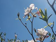 서리산