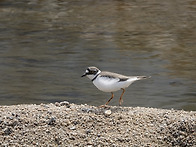 2026.3.22 창릉천 야생조..