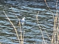 2025.12.31 창릉천 야생조..