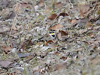 2025.12.28 창릉천 야생조..