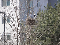 2026.3.8 창릉천 야생조류..