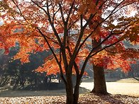단풍
