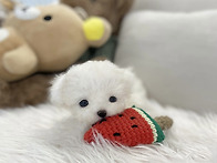 2~3개월령 말티푸 분양 중..