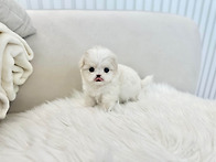 2~3개월령의 아기 강아지 ..