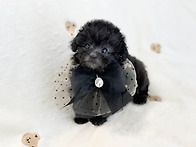 2~3개월령의 아기 강아지 ..