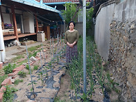 # 금포국민학교졸..