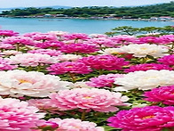 화면방