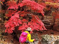 주왕산(청송)&주산지 단풍..