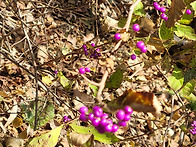 조령산 신선암봉 깃대봉 ..