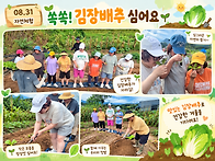 쏙쏙! 김장배추 심어요