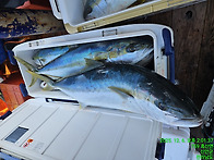 12월6일 (토) 진도 피싱랜..