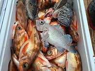 3월28일(토) 진도 피싱랜드..