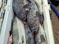 12월10일 (수) 진도 피싱..