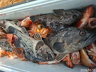 3월15일 진도 피싱랜드호 ..