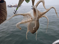 3월26일 홍원항 영진낚시 ..