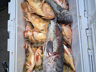 11월29일 (토) 진도 일오..