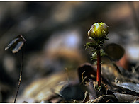 2026년 봄이 오는소리