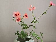 엔젤아이즈 오렌지