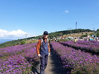 감악산952m-아스타 국화축..