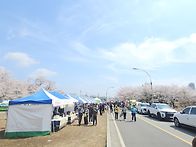 작천정 벚꽃