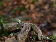 같은 꽃, 다른 시선