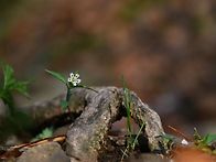 같은 꽃, 다른 시선