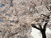 《장범준의 '벚꽃..