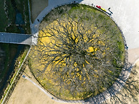 은행나무 시즌 종료